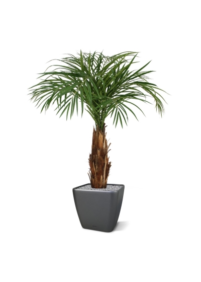 Palma Areca artificiale su stelo 120cm