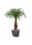 Palma Areca artificiale su stelo 120cm