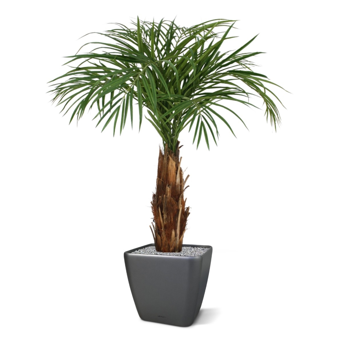 Palma Areca artificiale su stelo 120cm