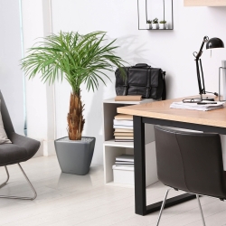 Palma Areca artificiale su stelo 120cm