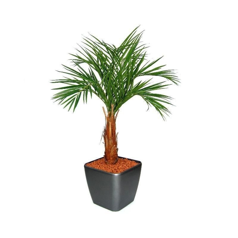 Palma Areca artificiale su stelo 120cm