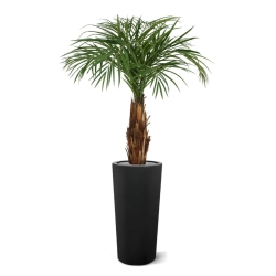 Palma Areca artificiale su stelo 120cm