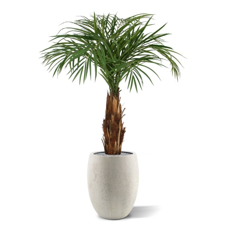 Palma Areca artificiale su stelo 120cm