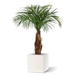 Palma Areca artificiale su stelo 120cm