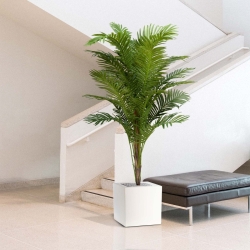Palma artificiale Paradize Promo 180cm