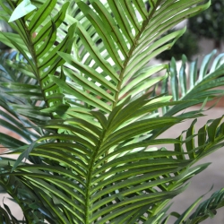Palma artificiale Paradize Promo 180cm