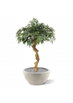 Bonsai artificiale Shirakashi su stelo 100cm