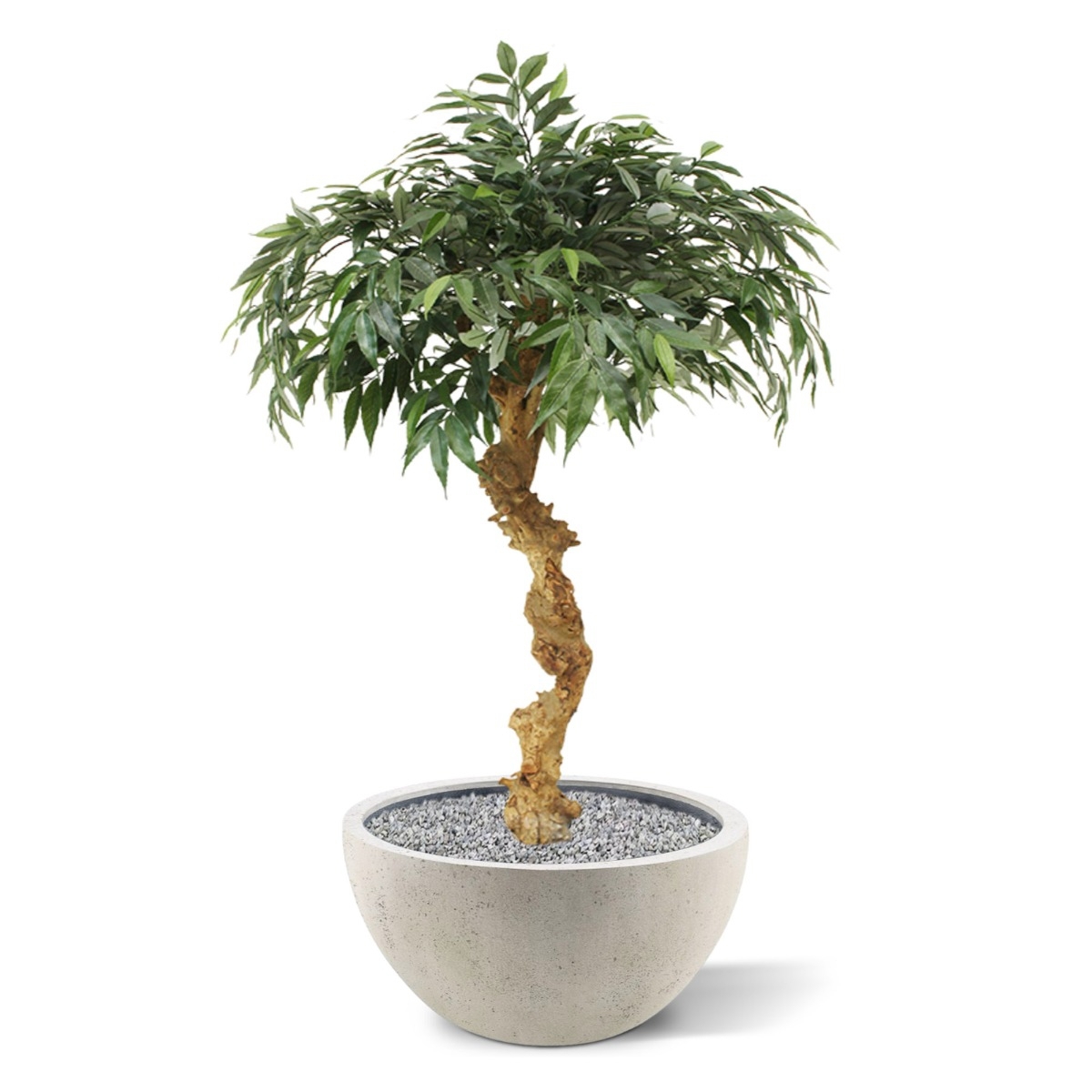 Bonsai artificiale Shirakashi su stelo 100cm