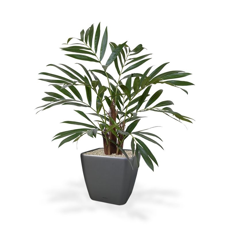 Palma artificiale Chamaedorea 65 cm