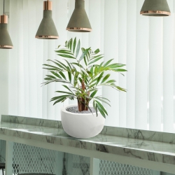 Palma artificiale Chamaedorea 65 cm