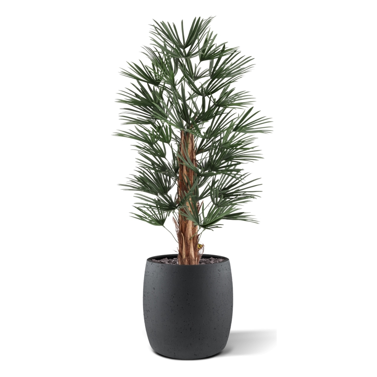 Artificiale Raphis Palma 125cm UV in vaso