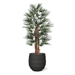 Artificiale Raphis Palma 125cm UV in vaso