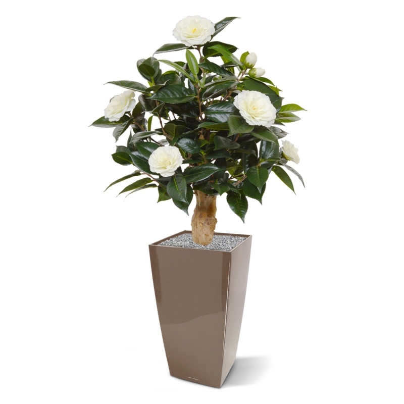 Pianta artificiale di camelia su base 60 cm - crema