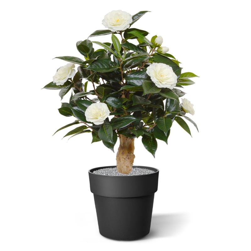 Pianta artificiale di camelia su base 60 cm - crema