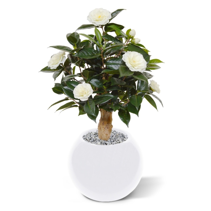 Pianta artificiale di camelia su base 60 cm - crema