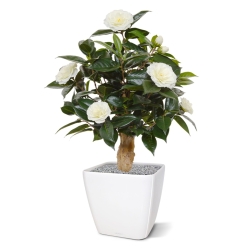 Pianta artificiale di camelia su base 60 cm - crema