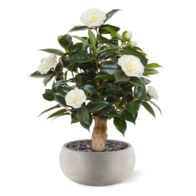 Pianta artificiale di camelia su base 60 cm - crema