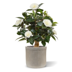 Pianta artificiale di camelia su base 60 cm - crema