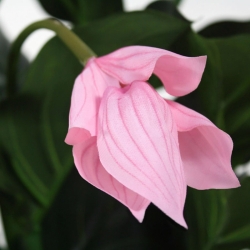 Medinella deluxe pianta artificiale 100cm