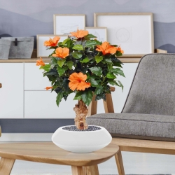 Pianta artificiale di ibisco su base 65 cm - arancione