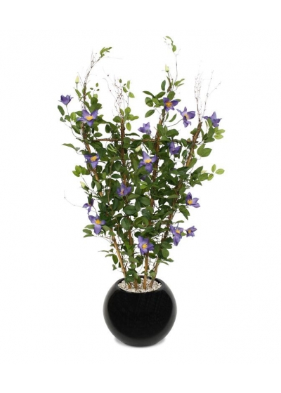 Siepe di Clematis 125 cm viola