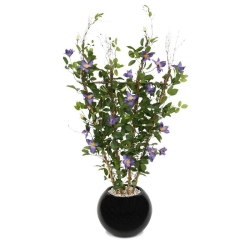 Siepe di Clematis 125 cm viola
