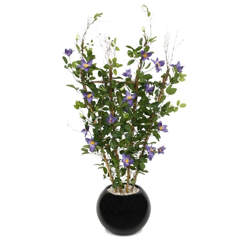 Siepe di Clematis 125 cm viola