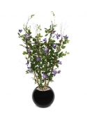 Siepe di Clematis 125 cm viola