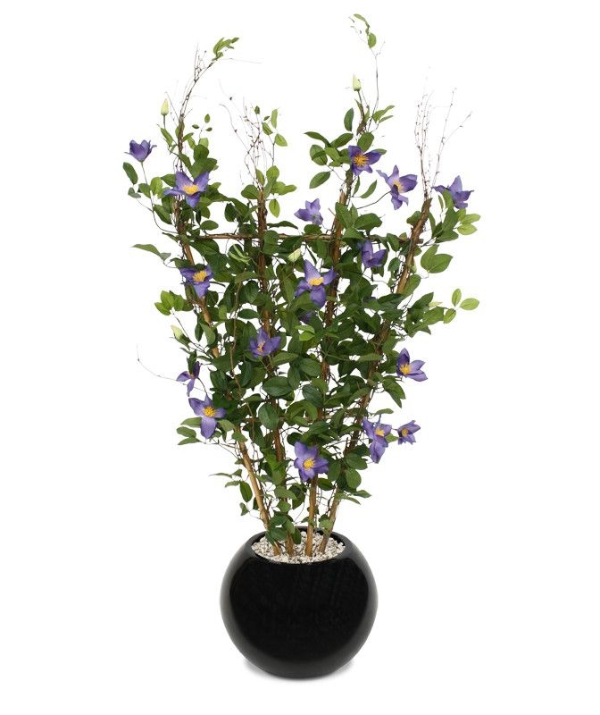 Siepe di Clematis 125 cm viola