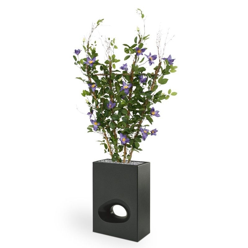 Siepe di Clematis 125 cm viola