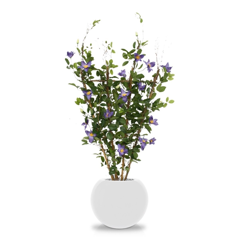 Siepe di Clematis 125 cm viola