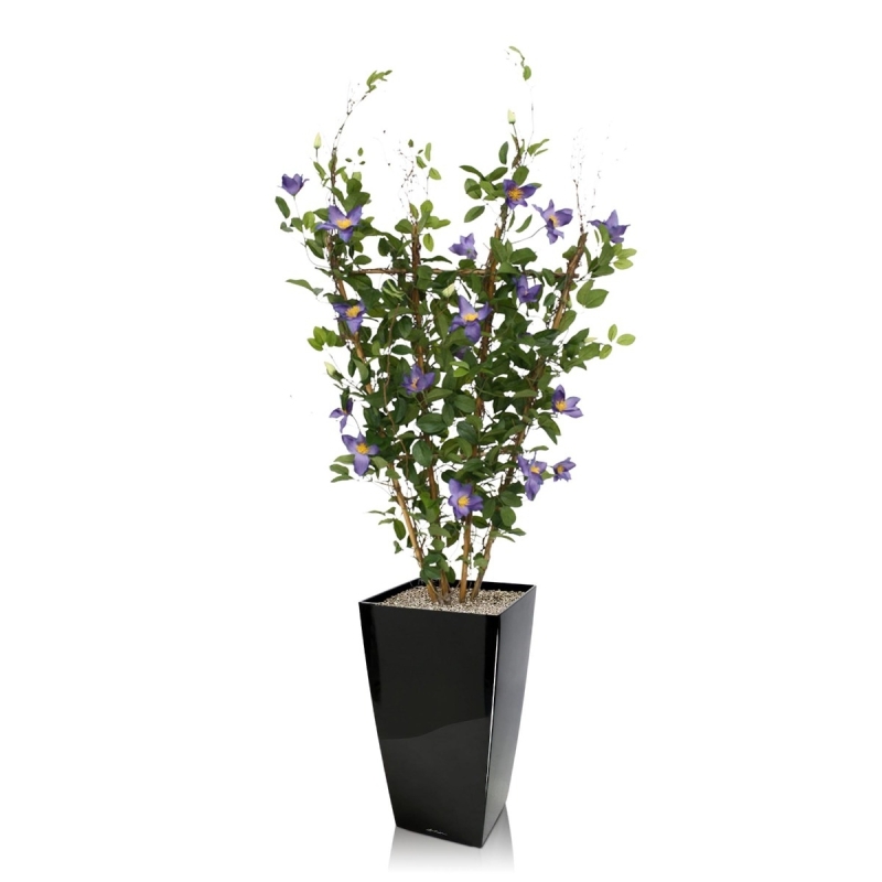 Siepe di Clematis 125 cm viola