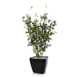 Siepe di Clematis 125 cm viola