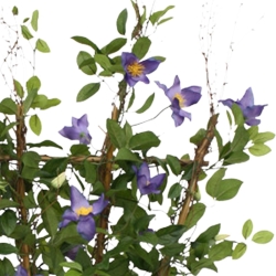 Siepe di Clematis 125 cm viola