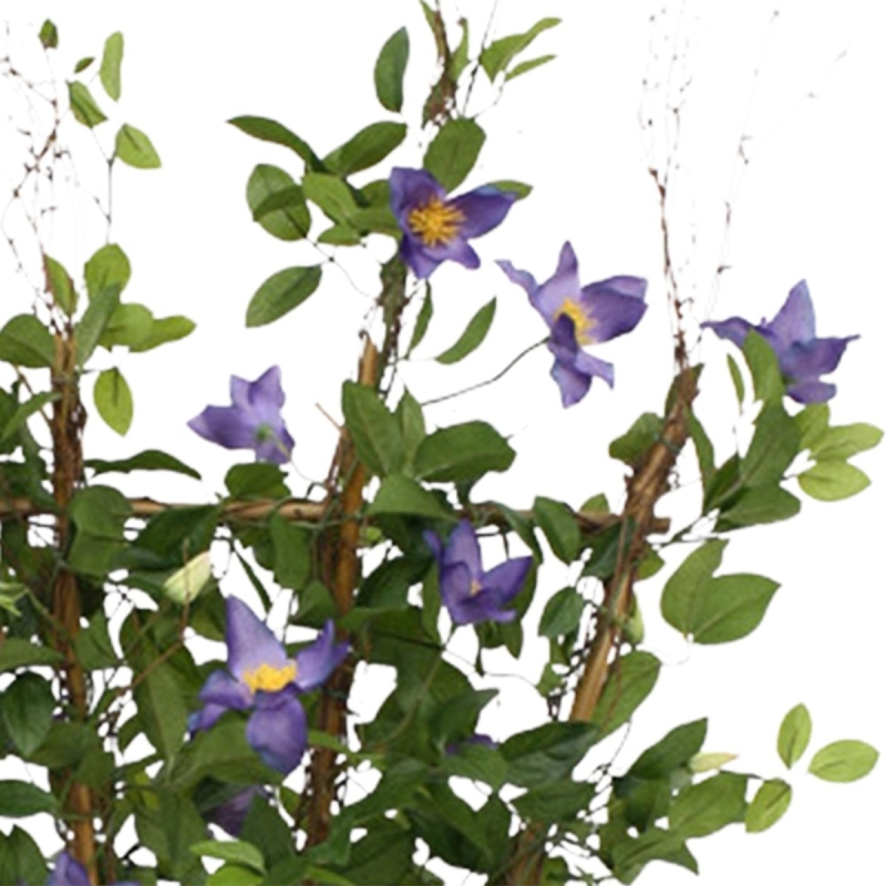 Siepe di Clematis 125 cm viola