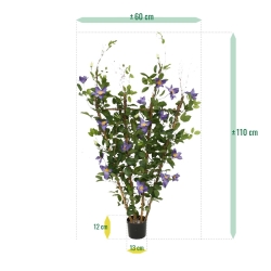 Siepe di Clematis 125 cm viola