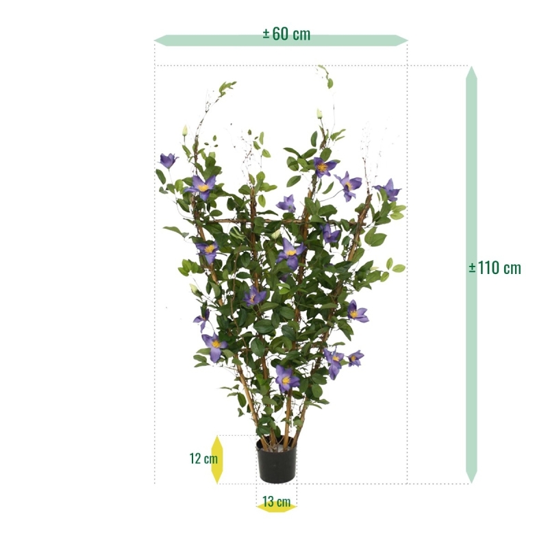 Siepe di Clematis 125 cm viola