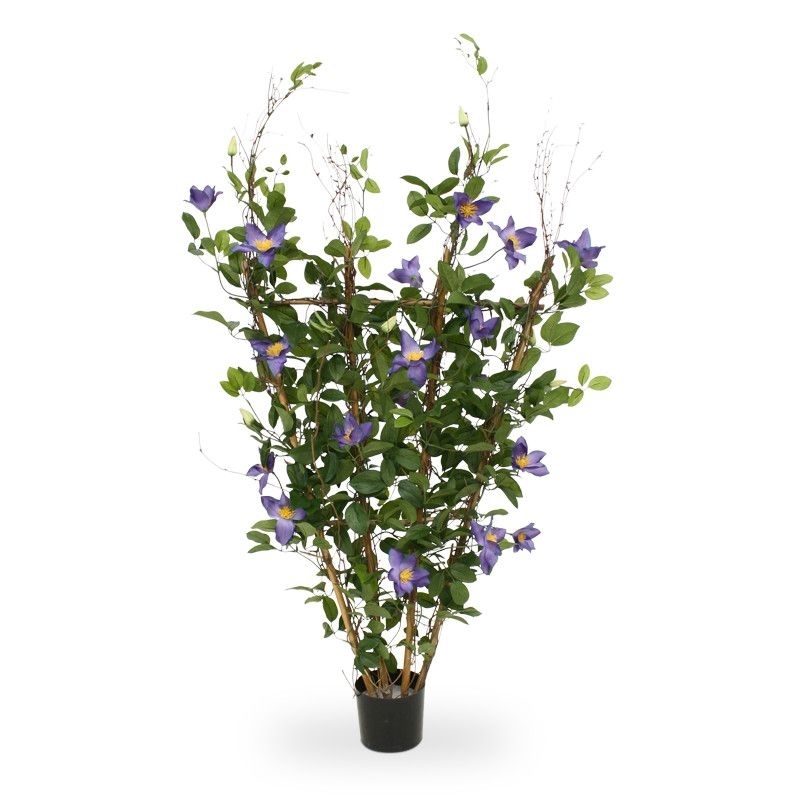 Siepe di Clematis 125 cm viola