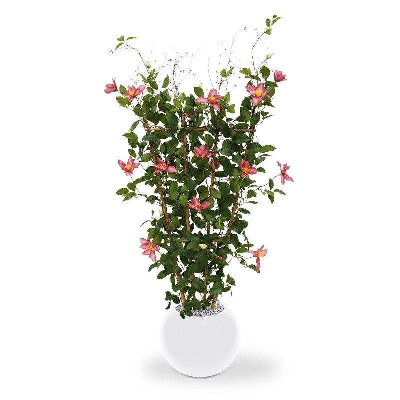 Siepe di Clematis 125 cm rosa