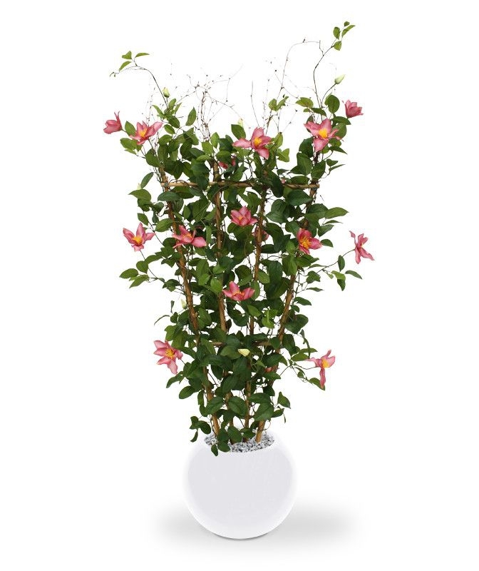 Siepe di Clematis 125 cm rosa
