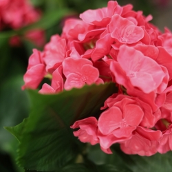 Ortensia Artificiale UV Deluxe 65cm Cerise