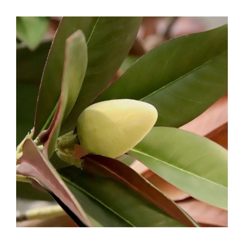Albero artificiale Magnolia XL 300 cm su base