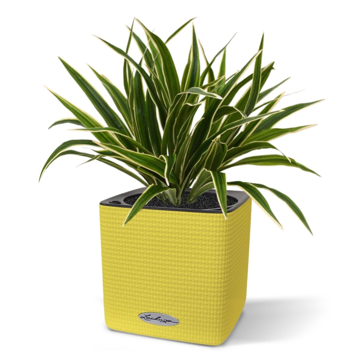 Chlorophytum S pianta artificiale 30 cm in vaso da 10 cm