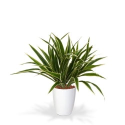 Chlorophytum S pianta artificiale 30 cm in vaso da 10 cm