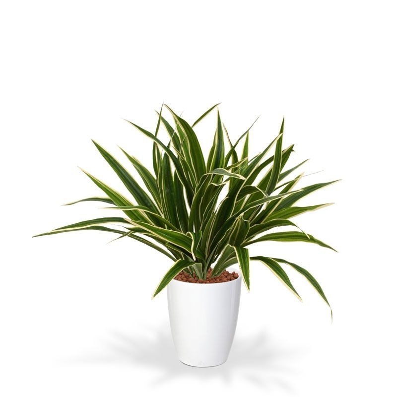 Chlorophytum S pianta artificiale 30 cm in vaso da 10 cm