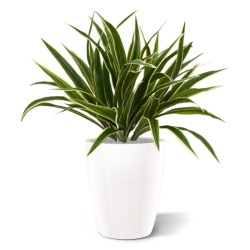 Chlorophytum S pianta artificiale 30 cm in vaso da 10 cm