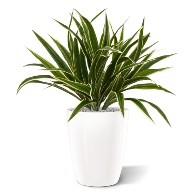 Chlorophytum S pianta artificiale 30 cm in vaso da 10 cm