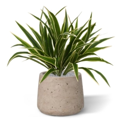 Chlorophytum S pianta artificiale 30 cm in vaso da 10 cm