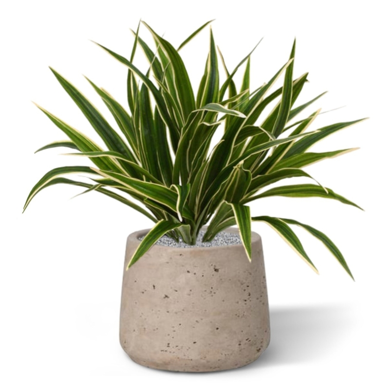 Chlorophytum S pianta artificiale 30 cm in vaso da 10 cm