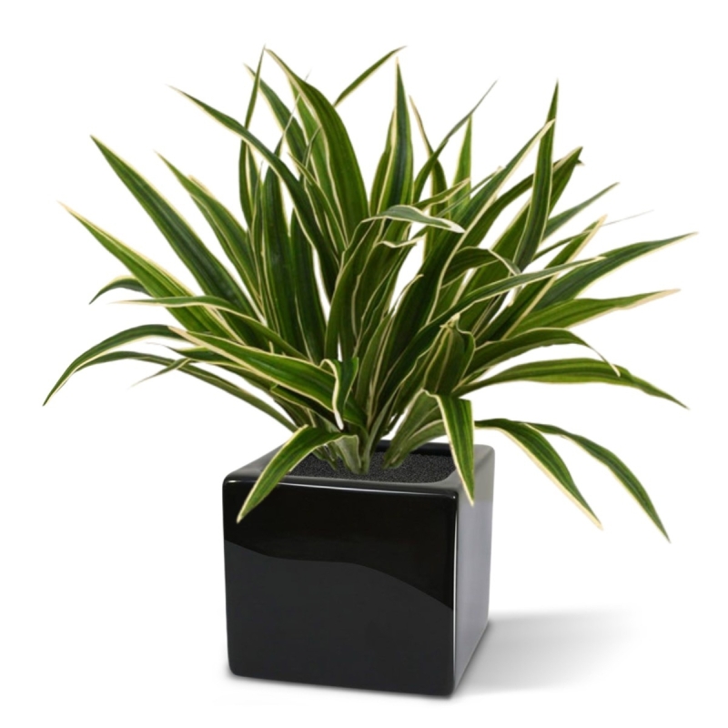 Chlorophytum S pianta artificiale 30 cm in vaso da 10 cm